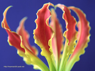 Картинка цветы глориоза