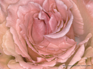 Картинка цветы розы