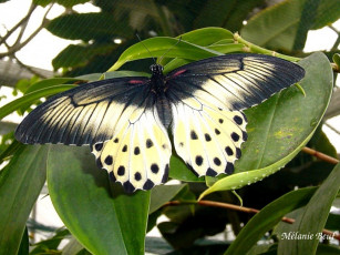 Картинка животные бабочки