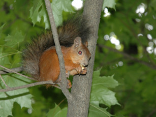 Картинка животные белки