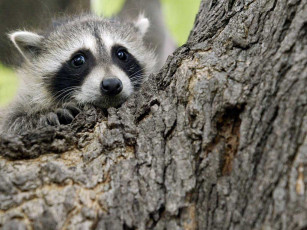 Картинка животные еноты