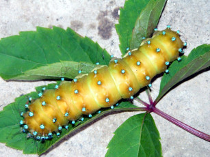 Картинка животные гусеницы