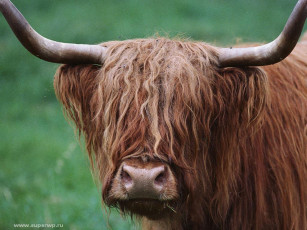 Картинка животные коровы буйволы