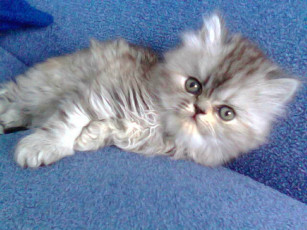 Картинка животные коты