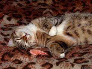 Картинка животные коты