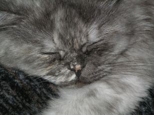 Картинка животные коты