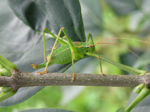 Картинка животные кузнечики саранча