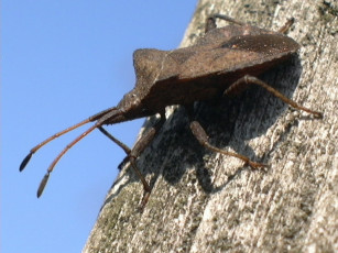 Картинка животные насекомые