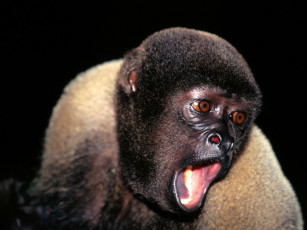 Картинка животные обезьяны