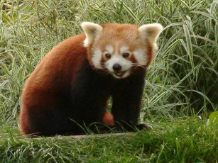 Картинка животные панды