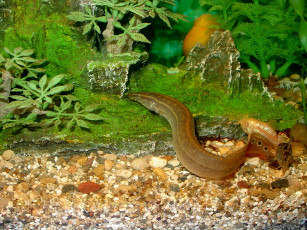 Картинка животные рыбы