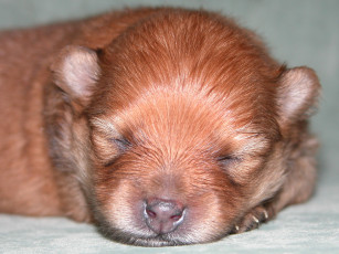 Картинка животные собаки