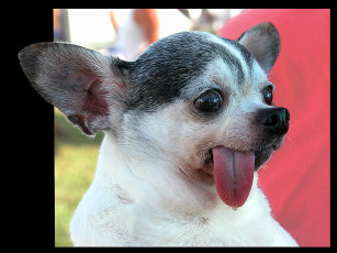 Картинка животные собаки