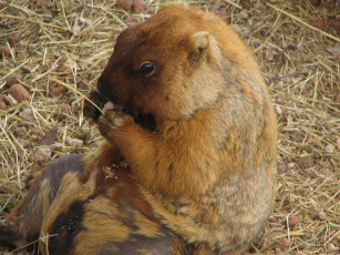 Картинка животные суслики сурки