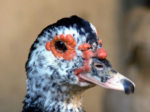 Картинка животные утки