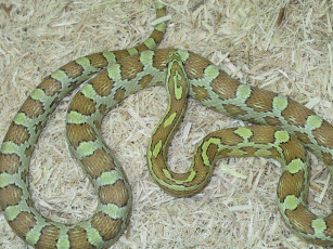 Картинка животные змеи питоны кобры