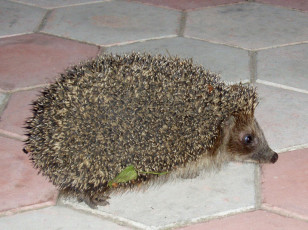 Картинка животные ежи