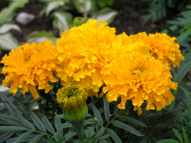 Обои картинки фото цветоЧек, цветы, бархатцы