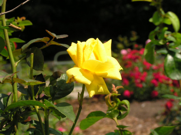 Обои картинки фото цветоЧек, цветы, розы