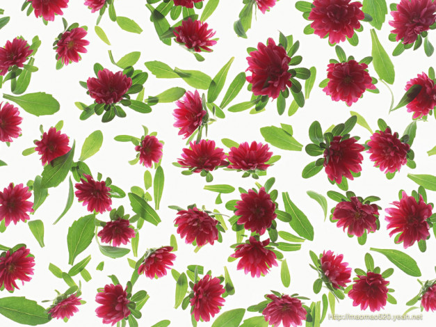 Обои картинки фото цветы, хризантемы