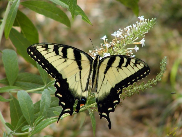 Обои картинки фото животные, бабочки