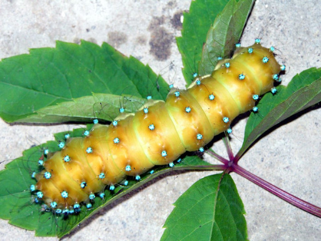 Обои картинки фото животные, гусеницы
