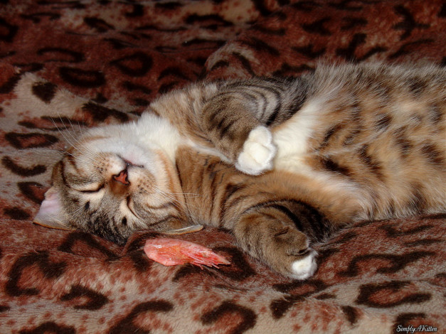 Обои картинки фото животные, коты