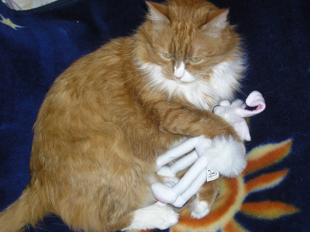 Обои картинки фото животные, коты