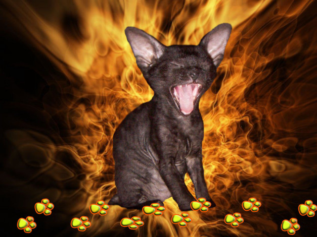 Обои картинки фото животные, коты