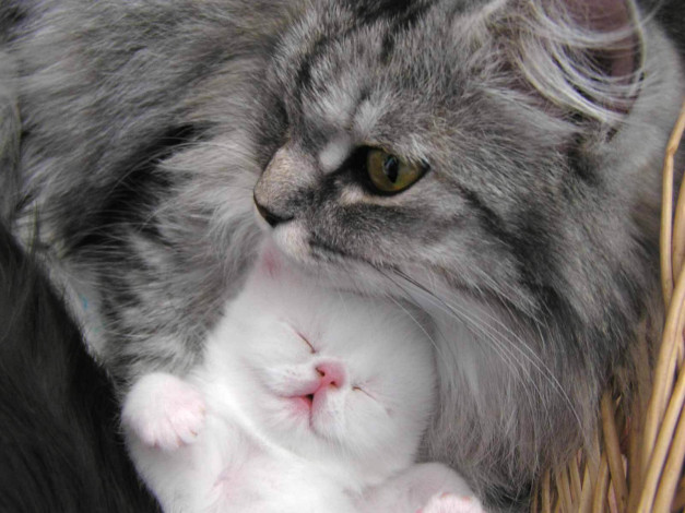 Обои картинки фото животные, коты