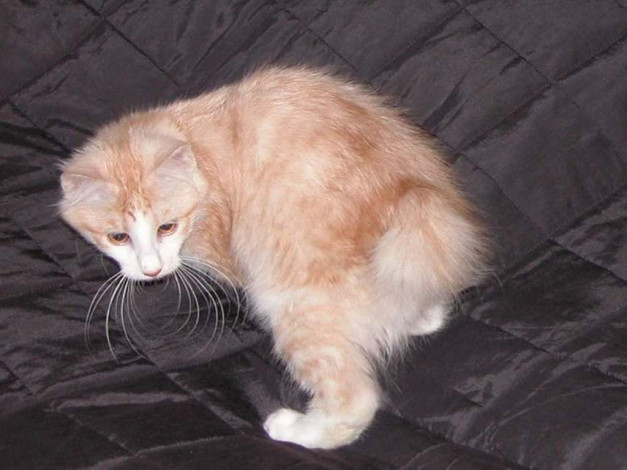 Обои картинки фото животные, коты