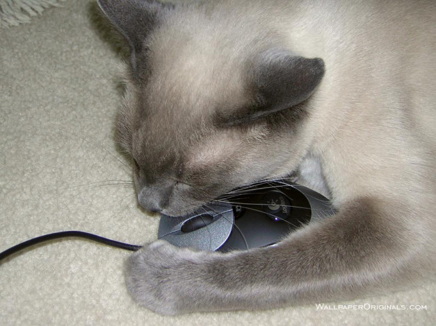 Обои картинки фото животные, коты