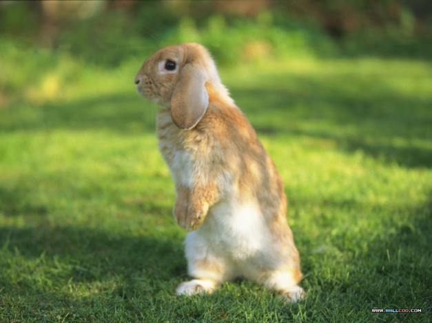 Обои картинки фото животные, кролики, зайцы