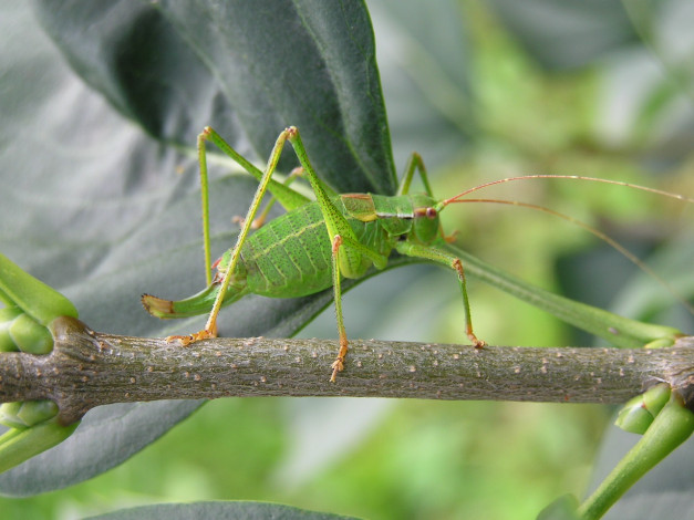 Обои картинки фото животные, кузнечики, саранча