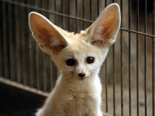 Обои картинки фото животные, лисы