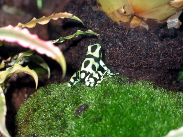 Обои картинки фото животные, лягушки