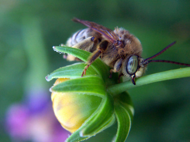 Обои картинки фото животные, пчелы, осы, шмели