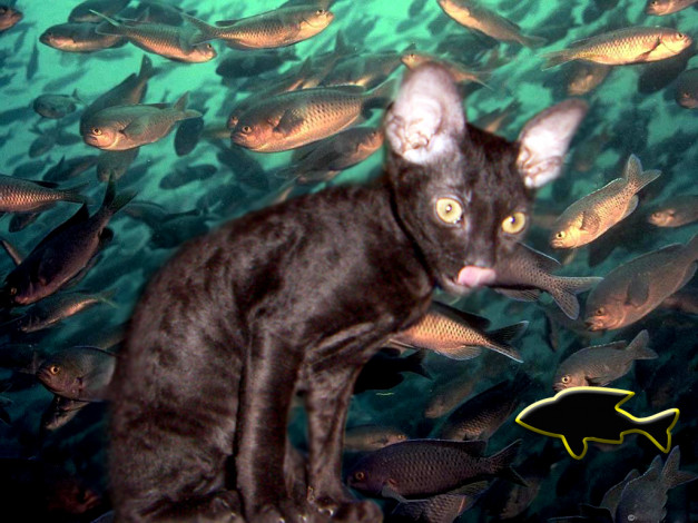 Обои картинки фото животные, разные, вместе