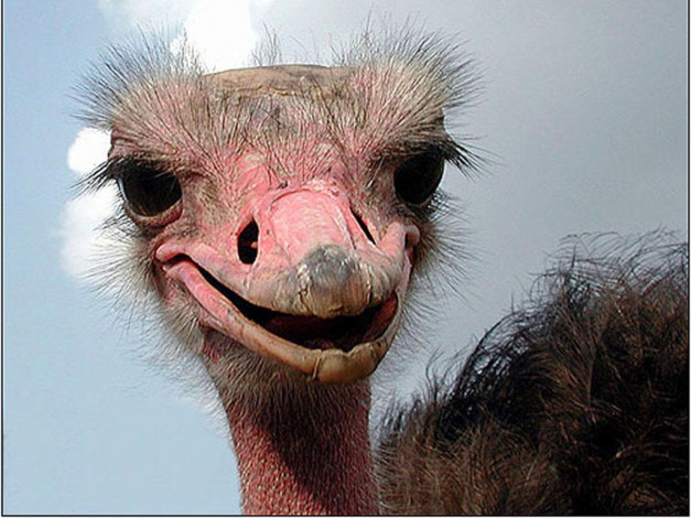 Обои картинки фото животные, страусы