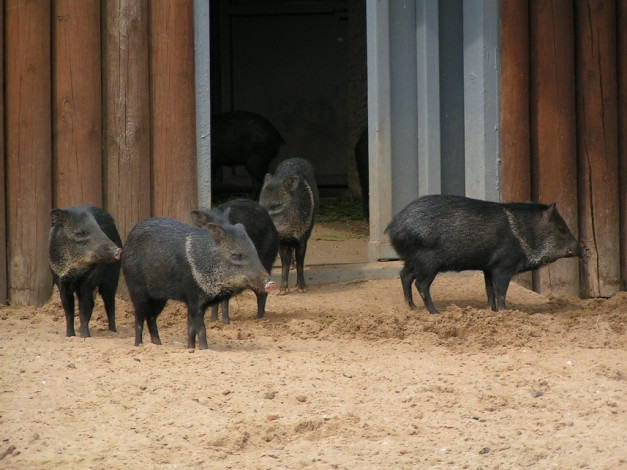 Обои картинки фото животные, свиньи, кабаны