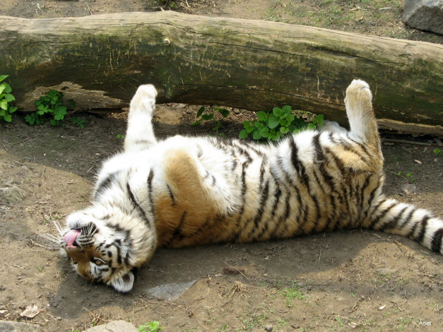 Обои картинки фото животные, тигры