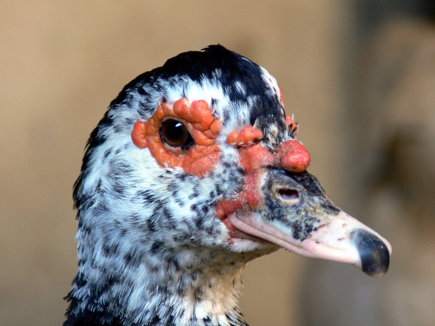 Обои картинки фото животные, утки