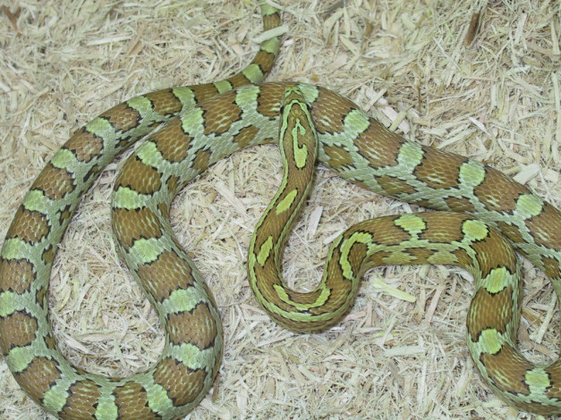 Обои картинки фото животные, змеи, питоны, кобры