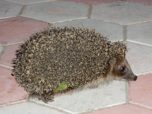 Обои картинки фото животные, ежи