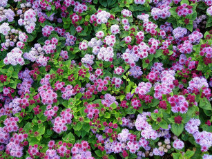 Картинка цветы агератум