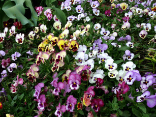 Картинка цветы анютины глазки садовые фиалки