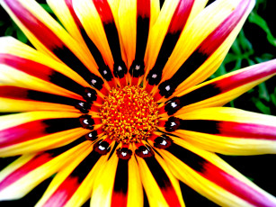 Картинка цветы газания