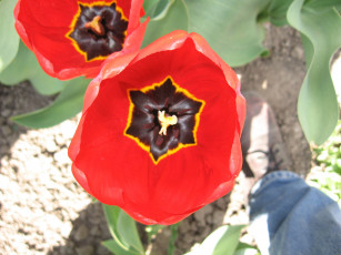 Картинка цветы тюльпаны