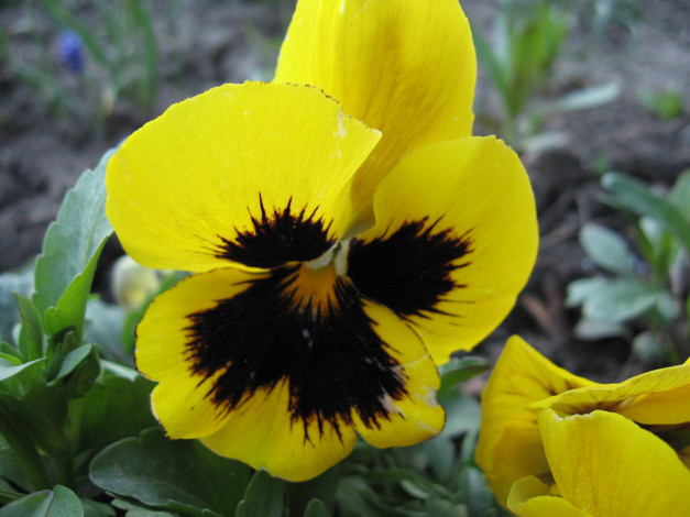 Обои картинки фото цветы, анютины, глазки, садовые, фиалки