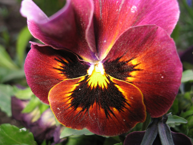 Обои картинки фото цветы, анютины, глазки, садовые, фиалки